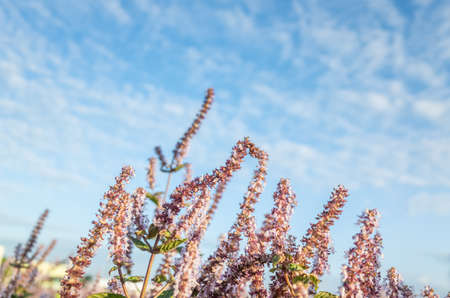 pink purple mesona flowers at farm under blue skyの写真素材