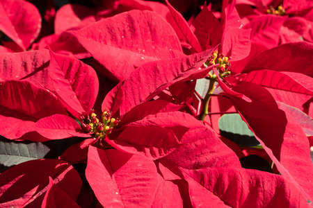 poinsettia flowers with red leaves, closeup images in the outdoorの写真素材