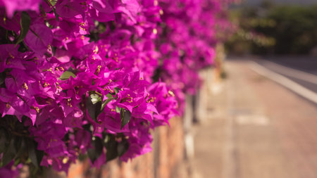 purple bougainvillea flowers in the outdoor, concept of nature backgroundの写真素材