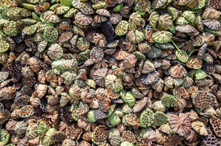 stacks of dry seed pod of lotusの写真素材