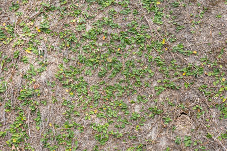 background of green ivy leaf on the wallの写真素材