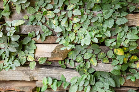 stone wall with green moss backgroundの写真素材