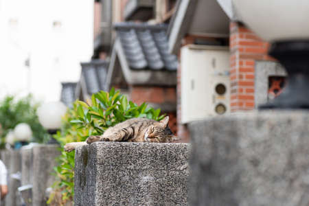 stray fat tabby cat sit on a pillar in the outsideの写真素材