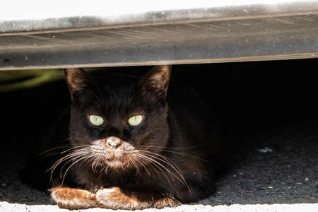 stray black cat under a car at the streetの写真素材