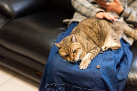 woman hold his cat on his thighs and play with him at homeの写真素材