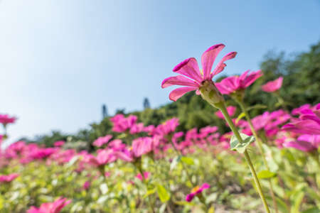 pink cosmos flowers farm under blue sky in the outdoorの写真素材