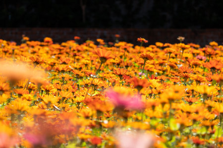 colorful cosmos flowers farm in the outdoor