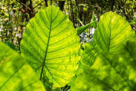 green alocasia odora leaf in the outdoor of city
