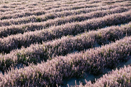 pink purple mesona flowers at farm, Taiwanの写真素材