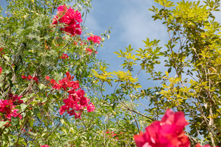 red bougainvillea flowers in the outdoor at Taiwanの写真素材