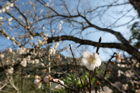 landscape of white plum blossom in the winter daytime at Nantou, Taiwan