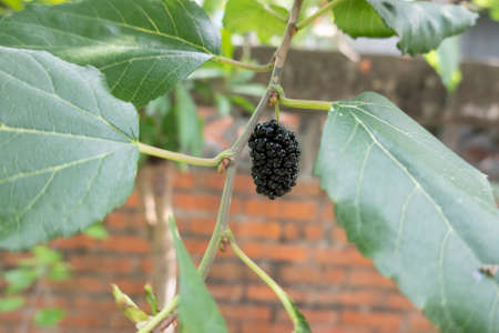 ripe and raw mulberry on the tree at Taiwanの写真素材