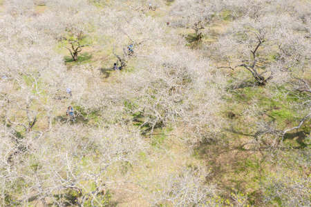 Nantou, Taiwan - Jan 6th, 2020: landscape of white plum blossom in the winter daytime at Nantou, Taiwanのeditorial素材