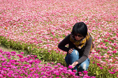 modern Asian woman at the colorful cosmo flowers farm
