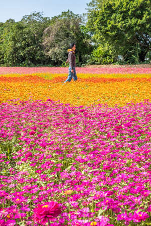modern Asian woman walking at the colorful cosmo flowers farmの写真素材
