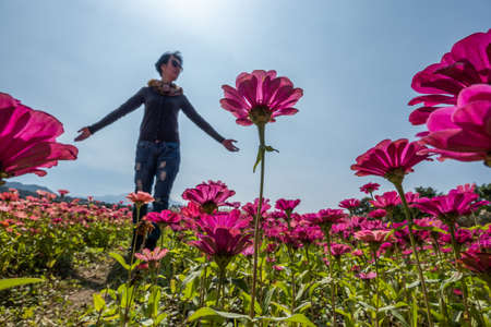 modern Asian woman at the colorful cosmo flowers farmの写真素材
