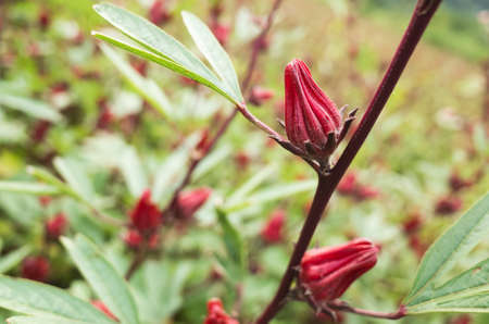 red roselle flowers in the farm at Luye, Taitung, Taiwanの写真素材