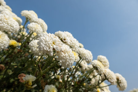 beautiful white chrysanthemum farm at Tongluo Township, miaoli county, Taiwan