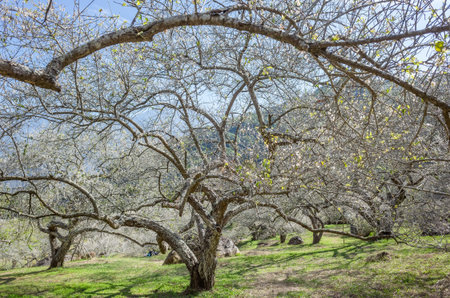 white plum blossom flowers at the garden in Nantou, Taiwan, Asia
