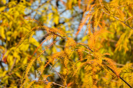 scenery of orange larch, closeup image in the daytime