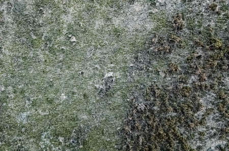 mildewed wall background, grunge texture of dirty cementの写真素材