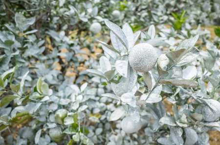 white calcium carbonate on orange trees to protect from the sun