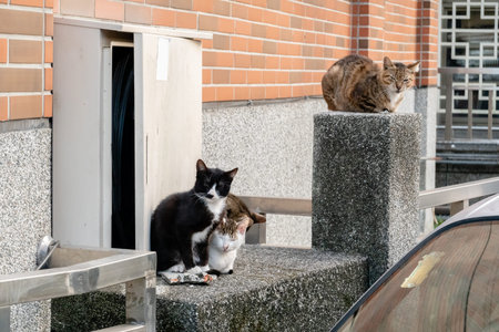 young stray cat with her brothers at the street in a city
