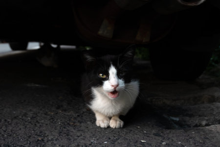 stray black and white cat hide under a car with her brother in the city