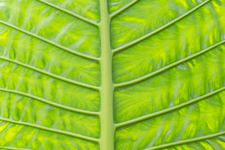 nature background of green alocasia odora leaf in the outdoor