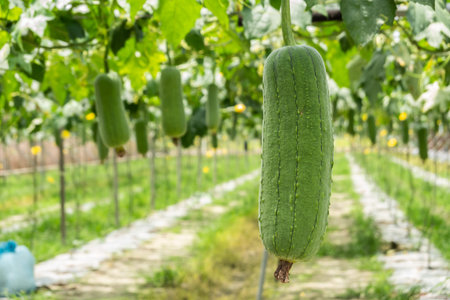 loofah farm in the daytime at Nantou, Taiwan
