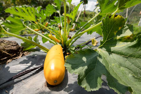 farm of colorful zucchini in the field at Nantou county, Taiwanの写真素材