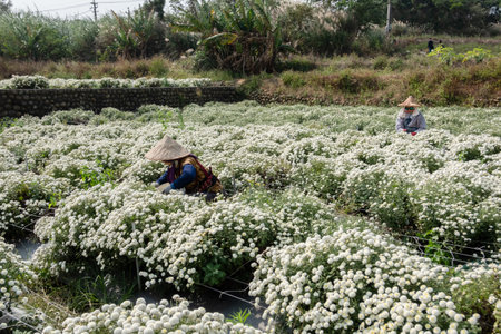 Tongluo, Taiwan-November 14th, 2019: farmer working in a farm of chrysanthemum fowers at Miaoli county, Taiwan, Asiaのeditorial素材