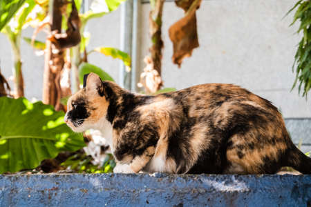 stray tortoiseshell cat at the street in a cityの写真素材