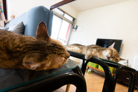 old tabby cat sit on a table with mirror reflection at home