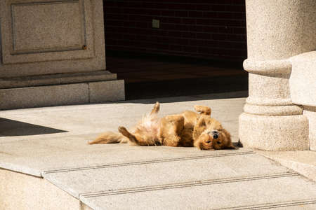 stray dog lying on a ground in the cityの写真素材