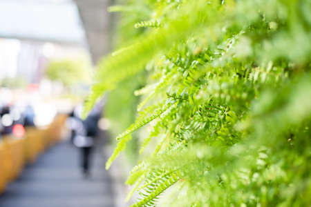 green fern with leaves on the wall with shallow depth focusの写真素材