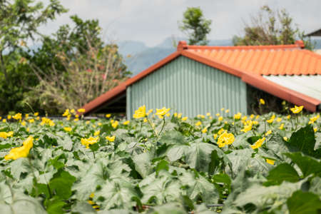 yellow flowers of loofah farm in the daytime at Nantou, Taiwanの写真素材