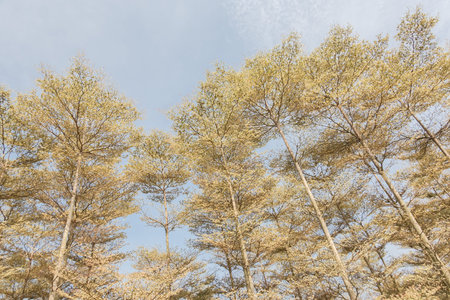 landscape of Madagascar Almond forest trees in the daytime