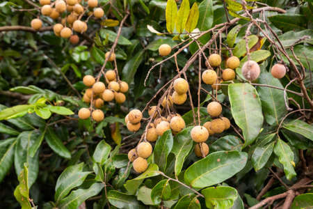 fruits of logan in the trees at farm in Taiwanの写真素材