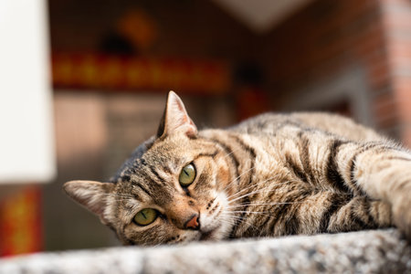 stray fat tabby cat sit on a pillar in the outside