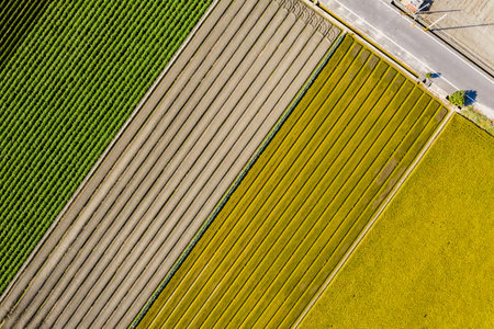 aerial view of colorful farm with vegetables and rice at Changhua, Taiwan
