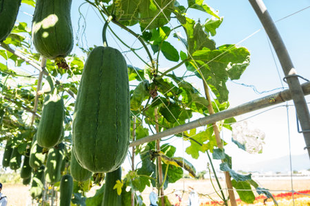 loofah farm in the daytime at Nantou, Taiwan