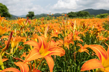landscape of tiger lily (orange daylily) flowers farm at Taiwanの写真素材