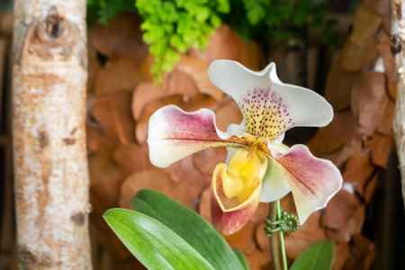 beautiful orchid flower in purple and white color at homeの写真素材