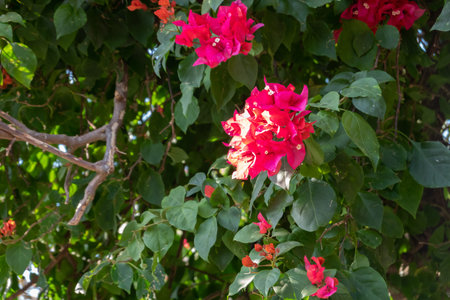 red bougainvillea flowers in the outdoor, concept of nature background