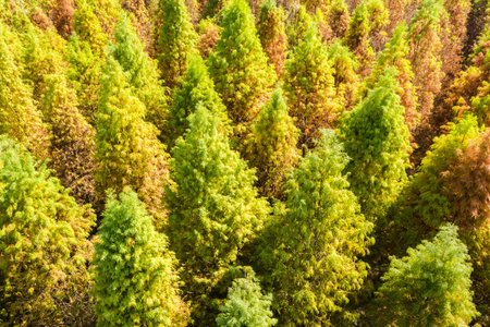 landscape of drone view of yellow larch tree