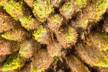 landscape of drone view of yellow larch treeの写真素材