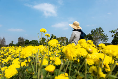 rear view of modern woman stand in the yellow chrysanthemum farmの写真素材