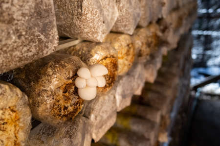 mushrooms growing in plastic bag at a farm in Nantou, Taiwanの写真素材
