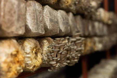 mushrooms growing in plastic bag at a farm in Nantou, Taiwanの写真素材